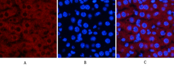 JNK1/2/3 (phospho Thr183/Y185) Polyclonal Antibody