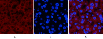 JNK1/2/3 (phospho Thr183/Y185) Polyclonal Antibody