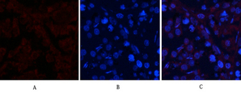 JNK1/2/3 (phospho Thr183) Polyclonal Antibody