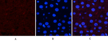 JNK1/2/3 (phospho Thr183) Polyclonal Antibody