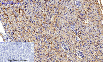 JNK1/2/3 (phospho Thr183) Polyclonal Antibody