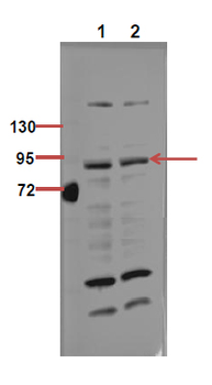 IKKα/β (phospho Ser176/177) Polyclonal Antibody