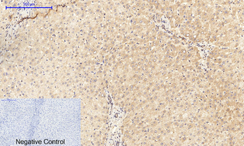 GSK3β (phospho Ser9) Polyclonal Antibody