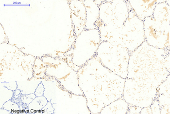 GSK3α/β (phospho Tyr279/216) Polyclonal Antibody