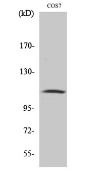 Gab 1 (phospho Tyr627) Polyclonal Antibody