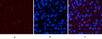 ERK 1/2 (phospho Thr202) Polyclonal Antibody