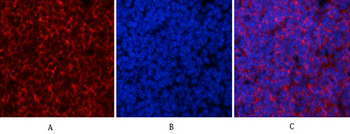 ERK 1/2 (phospho Thr202) Polyclonal Antibody