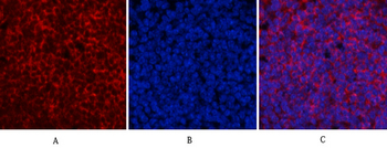 ERK 1/2 (phospho Thr202) Polyclonal Antibody