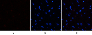 eIF2α (phospho Ser51) Polyclonal Antibody