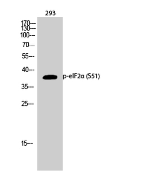 eIF2α (phospho Ser51) Polyclonal Antibody