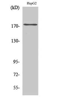 EGFR (phospho Tyr1110) Polyclonal Antibody