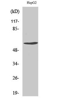 Cyclin B1 (phospho Ser126) Polyclonal Antibody