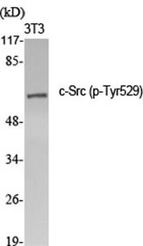 c-Src (phospho Tyr529) Polyclonal Antibody