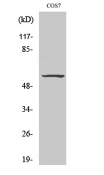 c-Src (phospho Tyr529) Polyclonal Antibody