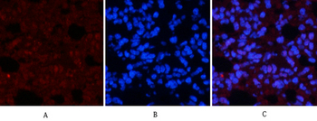 CREB-1 (phospho Ser133) Polyclonal Antibody