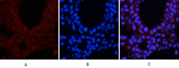 CREB-1 (phospho Ser133) Polyclonal Antibody