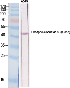 Connexin 43 (phospho Ser368) Polyclonal Antibody