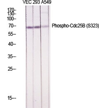 Cdc25B (phospho Ser323) Polyclonal Antibody