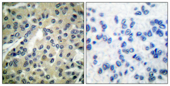 Cdc25B (phospho Ser323) Polyclonal Antibody
