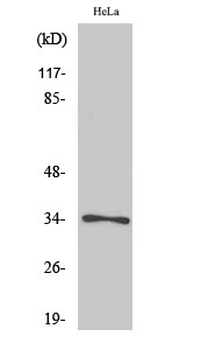 Cdc2 (phospho Thr161) Polyclonal Antibody