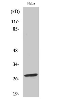 Bcl-2 (phospho Ser70) Polyclonal Antibody