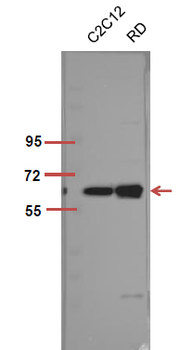 Akt1 (phospho Thr450) Polyclonal Antibody