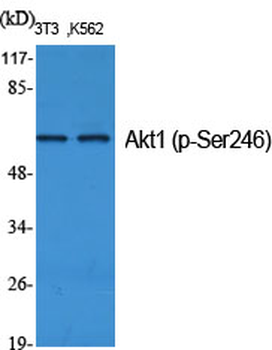 Akt1 (phospho Ser246) Polyclonal Antibody
