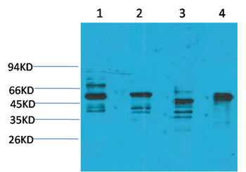 KCNN4 (SK4) Polyclonal Antibody