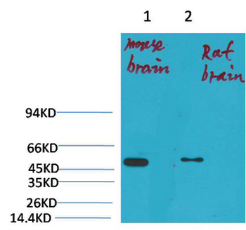 Kv1.1 potassium channel Polyclonal Antibody