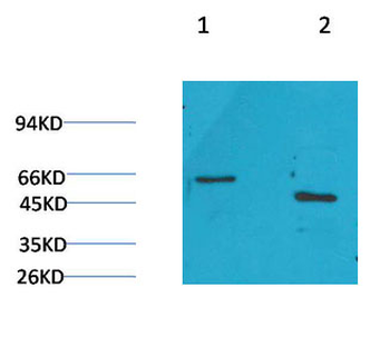 GLP1R Polyclonal Antibody