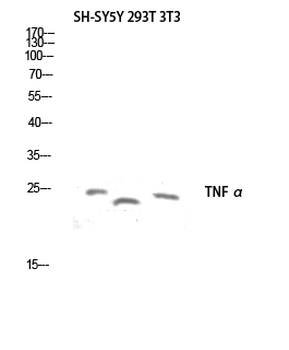 TNF α Polyclonal Antibody