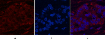 CYCS Monoclonal Antibody(4B10)