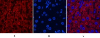 CYCS Monoclonal Antibody(4B10)