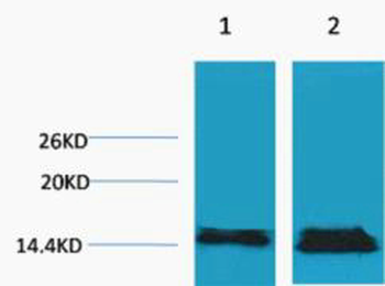 Histone H3 (Di Methyl Lys27) Polyclonal Antibody