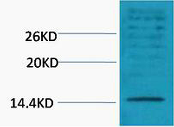 Histone H3 (Di Methyl Lys18) Polyclonal Antibody