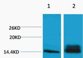 Histone H3 (Di Methyl Lys14) Polyclonal Antibody