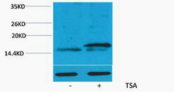 Histone H3 (Acetyl Lys36) Polyclonal Antibody