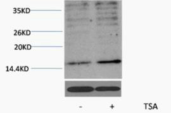 Histone H3 (Acetyl Lys23) Polyclonal Antibody