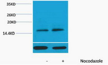 Histone H3 (Phospho Thr11) Polyclonal Antibody