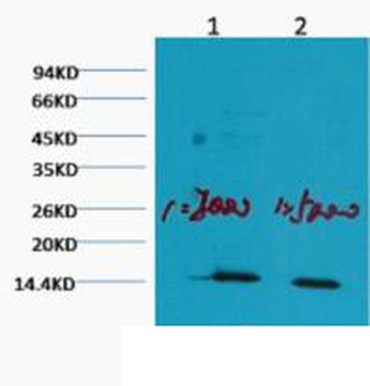 Histone H3 (Mono Methyl Lys79) Monoclonal Antibody(1C2)