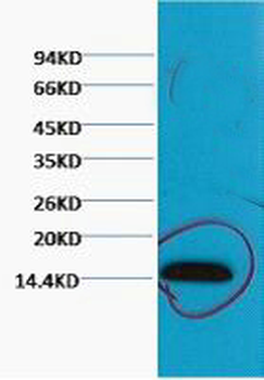 Histone H3 (Tri Methyl Lys79) Monoclonal Antibody(5D8)