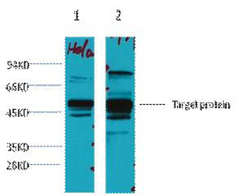 XRCC4 Monoclonal Antibody(5C10)