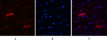 IDE Monoclonal Antibody(3H4)