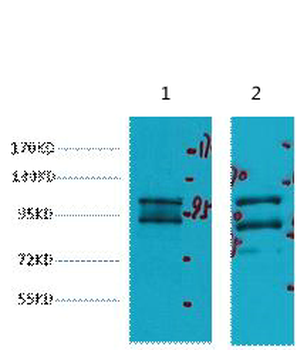 IDE Monoclonal Antibody(3H4)