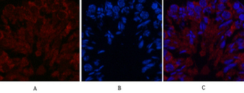 FH Monoclonal Antibody(7F1)