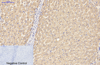 GFAP Monoclonal Antibody(5C8)