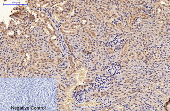 GFAP Monoclonal Antibody(5C8)