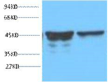 GFAP Monoclonal Antibody(5C8)