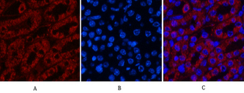 COX IV Monoclonal Antibody(6C8)