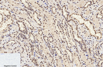 Histone H4 (Acetyl Lys16) Polyclonal Antibody
